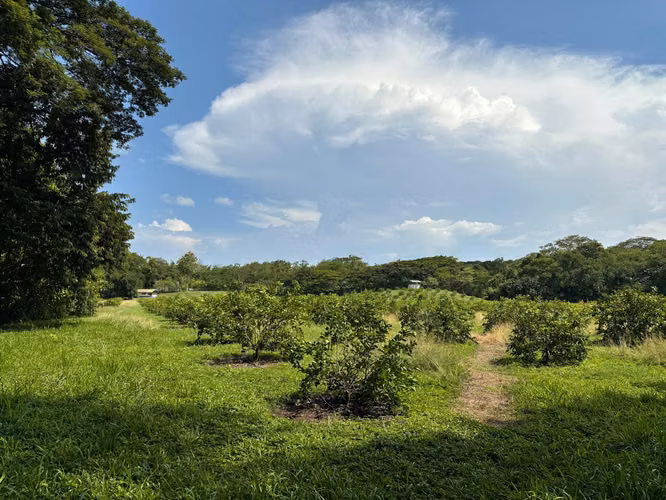 Venta de finca cultivada de limones Mesinos en Colorado, Abangares, Guanacaste