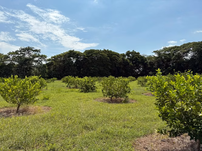 Venta de finca cultivada de limones Mesinos en Colorado, Abangares, Guanacaste