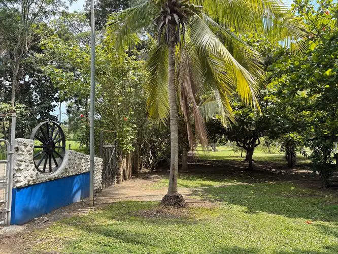 Venta de finca cultivada de limones Mesinos en Colorado, Abangares, Guanacaste
