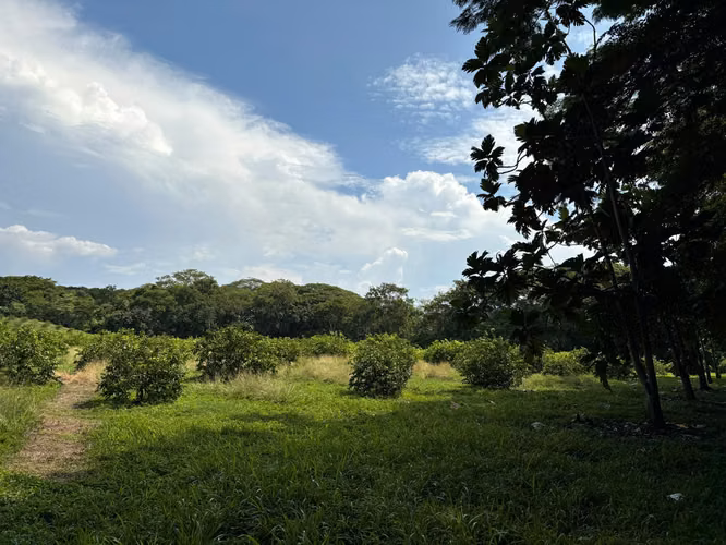Venta de finca cultivada de limones Mesinos en Colorado, Abangares, Guanacaste