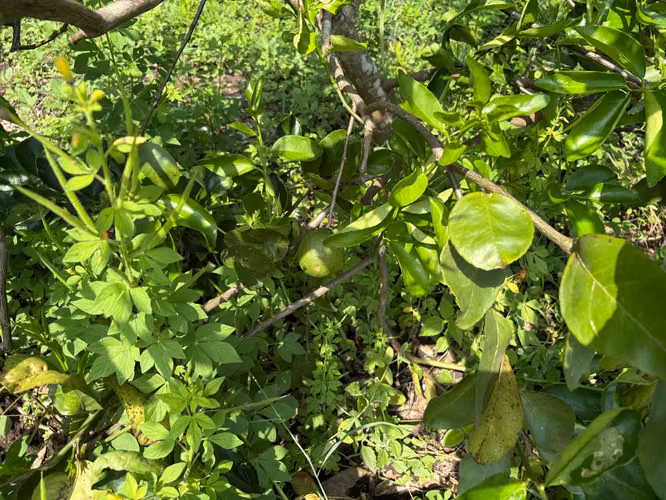 Venta de finca cultivada de limones Mesinos en Colorado, Abangares, Guanacaste