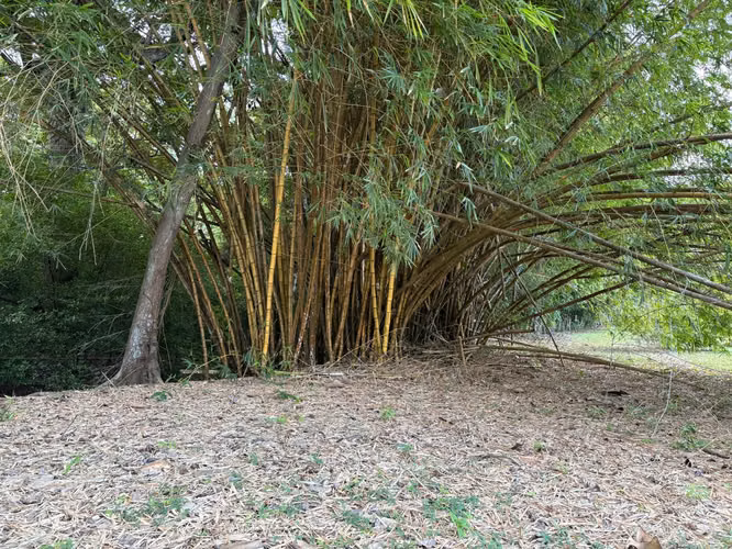 Venta de finca cultivada de limones Mesinos en Colorado, Abangares, Guanacaste