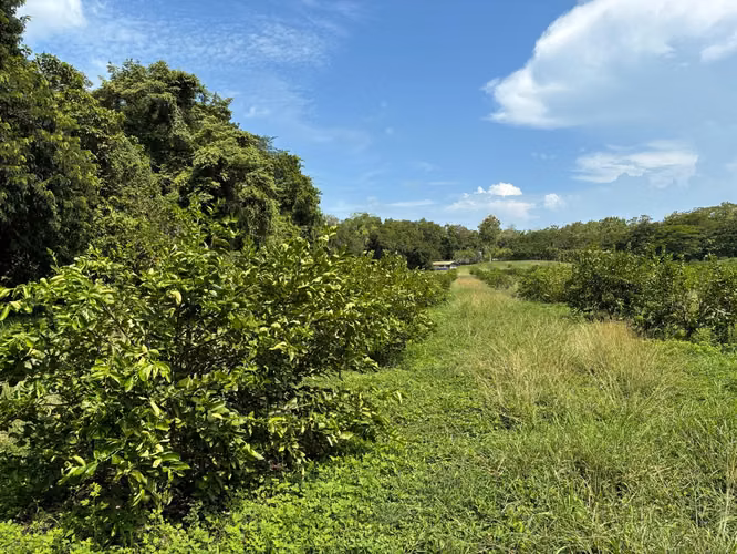 Venta de finca cultivada de limones Mesinos en Colorado, Abangares, Guanacaste