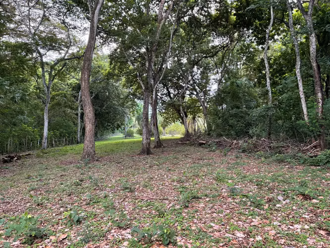 Venta de finca cultivada de limones Mesinos en Colorado, Abangares, Guanacaste