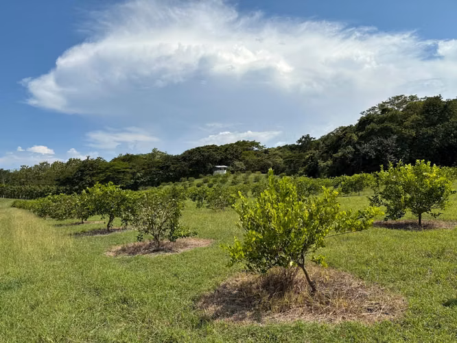 Venta de finca cultivada de limones Mesinos en Colorado, Abangares, Guanacaste