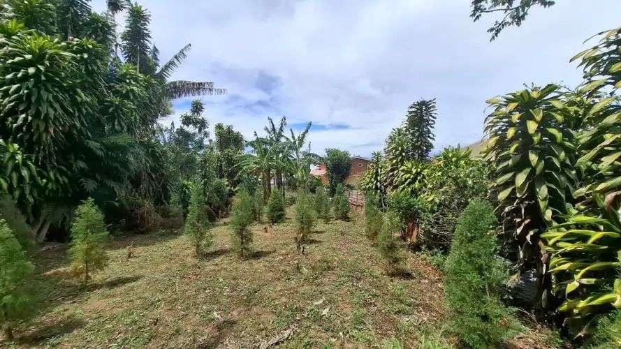 Land sale in Concepción de Tres Ríos, Carthage 18189