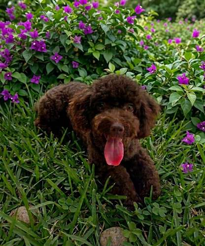 French Poodle Mini toy(Chocolate)