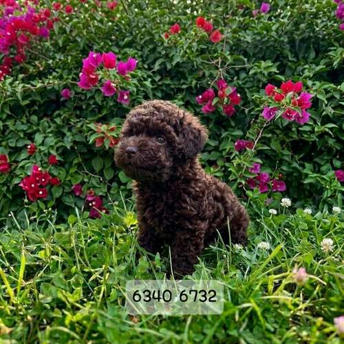 French Poodle Mini toy(Chocolate)