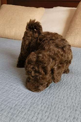 French Poodle Mini toy(Chocolate)