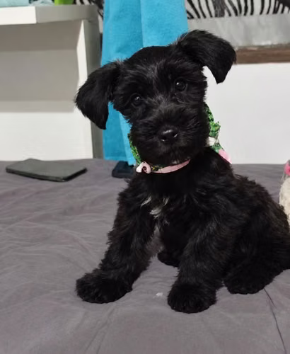  SCHNAUZER MINIATURA HEMBRA   - Imagen 1