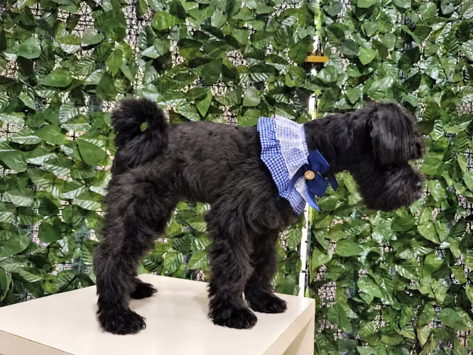  SCHNAUZER MINIATURA HEMBRA   - Imagen 2