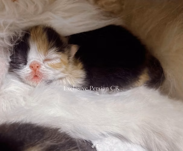 Gatos persas EXTREMOS 