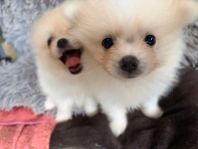 Pomerania 