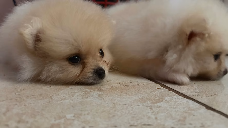 Pomerania - Imagen 1