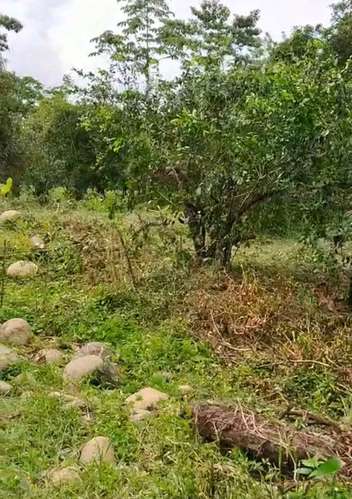 Venta de Terreno en Horquetas de Sarapiquí, Heredia - Imagen 2