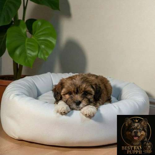 Cachorro BICHON HABANERO available