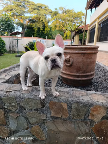 French pug macho 