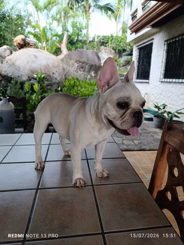 French pug macho  - Imagen 2