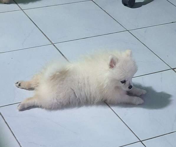 Pomerania  - Imagen 3