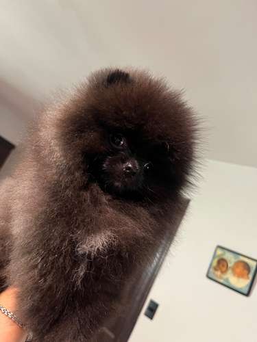 Pomeranias  - Imagen 17