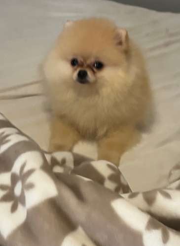 Pomeranias  - Imagen 9
