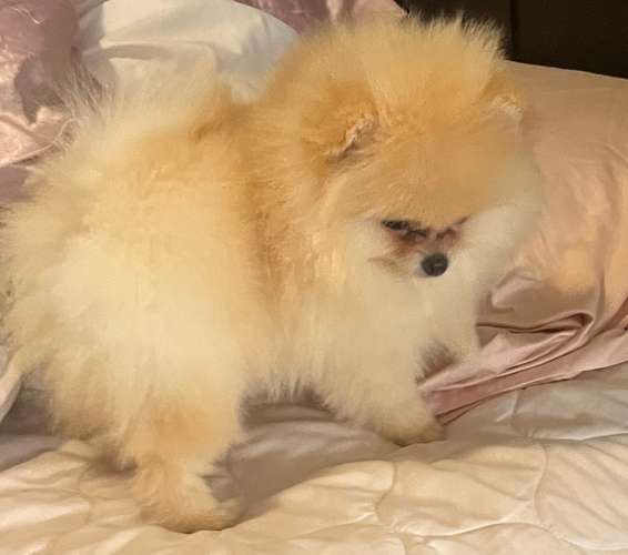 Pomeranias  - Imagen 8