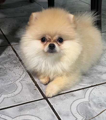 Pomeranias  - Imagen 3