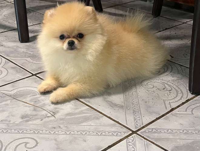 Pomeranias  - Imagen 16