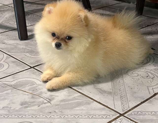 Pomeranias  - Imagen 4