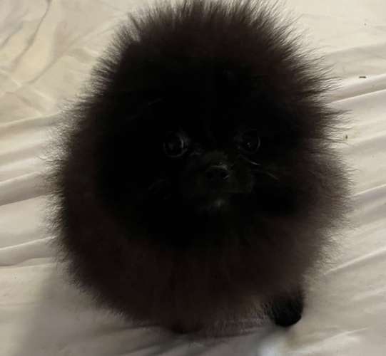 Pomeranias  - Imagen 7