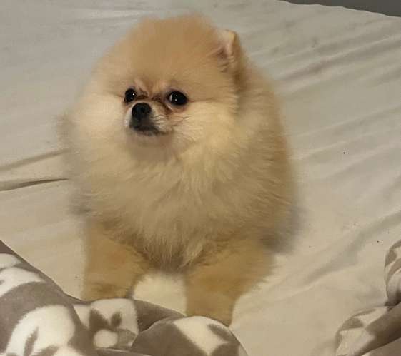 Pomeranias  - Imagen 12