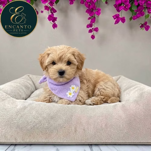 Cachorro Pequinés Maltés / Pekingese Maltese Mix disponible