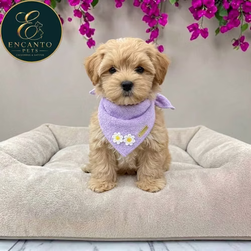 Cachorro Pequinés Maltés / Pekingese Maltese Mix disponible - Imagen 2