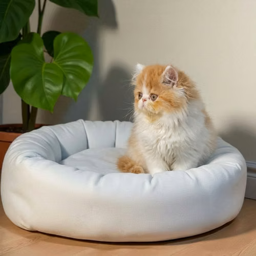 Gatito PERSA disponible