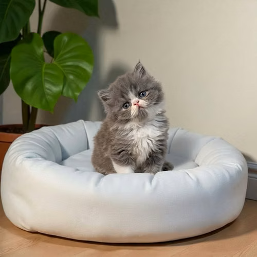 Gatito PERSA disponible - Imagen 7