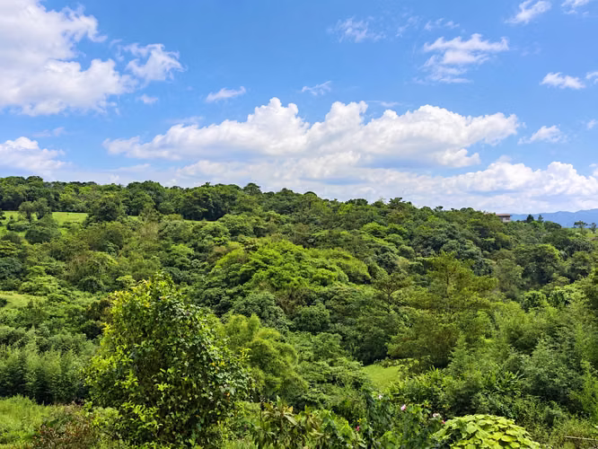 HERMOSO LOTE DE UNA HECTAREA EN CASCAJAL DE CORONADO - Imagen 5