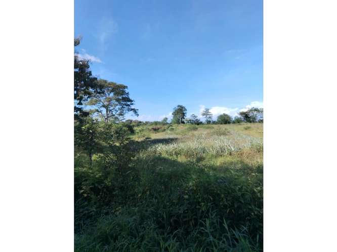 Finca en Venta en Upala | 7 Hectáreas Planas Producción de Piña - Imagen 9