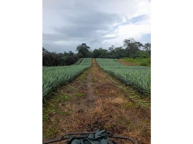 Finca en Venta en Upala | 7 Hectáreas Planas Producción de Piña - Imagen 4