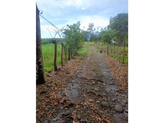 Finca en Venta en Upala | 7 Hectáreas con Infraestructura Ganadera - Imagen 6