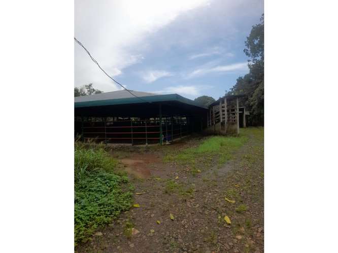Finca en Venta en Upala | 7 Hectáreas con Infraestructura Ganadera - Imagen 3