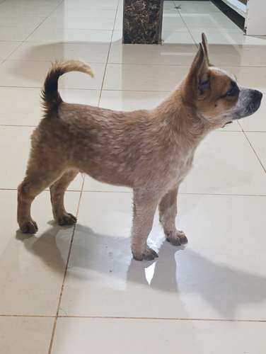 PASTOR BOYERO AUSTRALIANO RED 2 MESES 18 OCTUBRE 2026