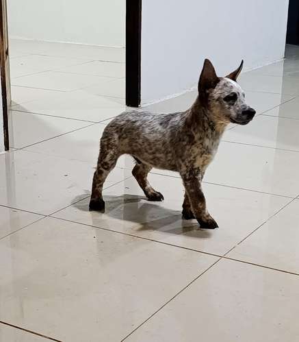 PASTOR BOYERO AUSTRALIANO RED 2 MESES 18 OCTUBRE 2026