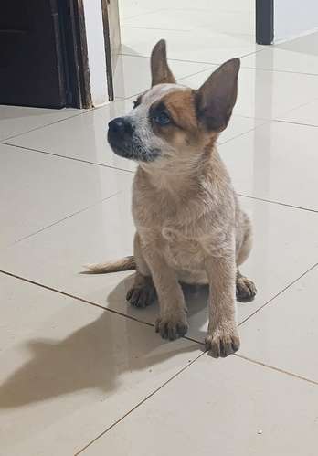 PASTOR BOYERO AUSTRALIANO RED 2 MESES 18 OCTUBRE 2026