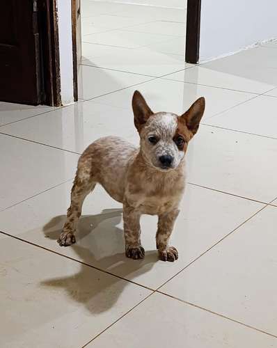 PASTOR BOYERO AUSTRALIANO RED 2 MESES 18 OCTUBRE 2026