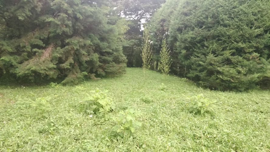 Lote de montaña, San Rafael de Heredia ,Bosque de la hoja - Imagen 2