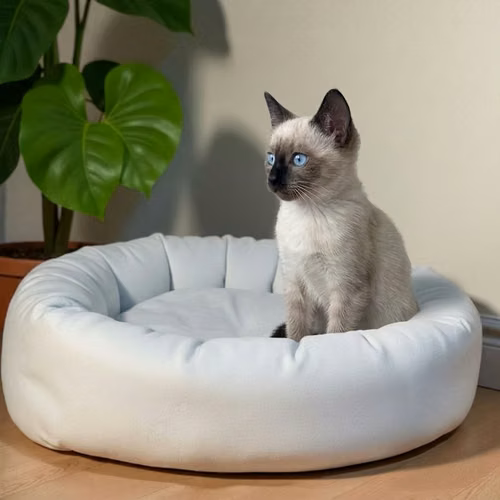 Gatito SIAMES disponible - Imagen 2