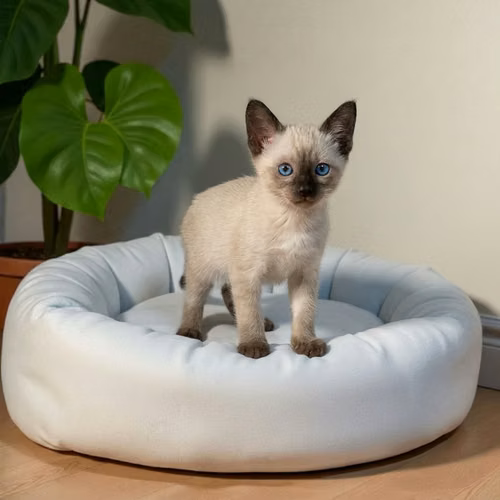 Gatito SIAMES disponible - Imagen 7