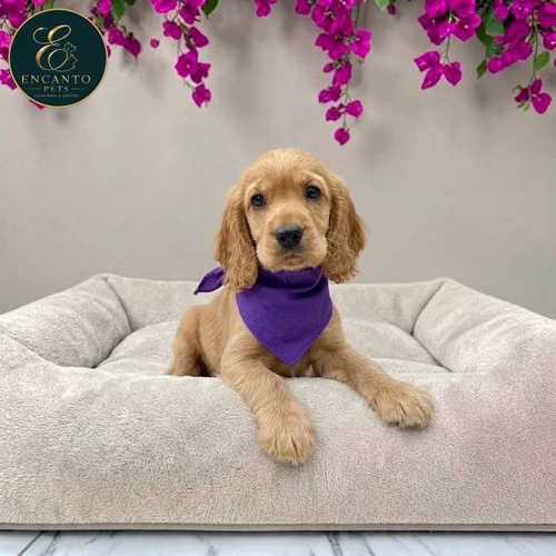 Cachorro Cocker Spaniel Ingles Beige Tradicional / English Cocker Spaniel Buff disponible