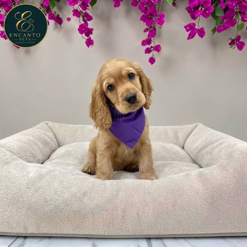 Cachorro Cocker Spaniel Ingles Beige Tradicional / English Cocker Spaniel Buff disponible - Imagen 3