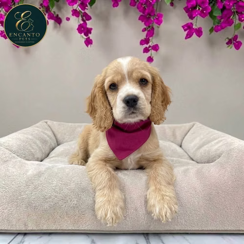 Cachorro Cocker Spaniel Ingles Beige Tradicional / English Cocker Spaniel Buff disponible - Imagen 4